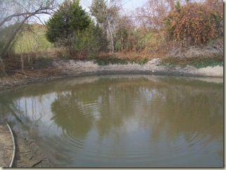 fall potatoes-3 ponds- bees 015