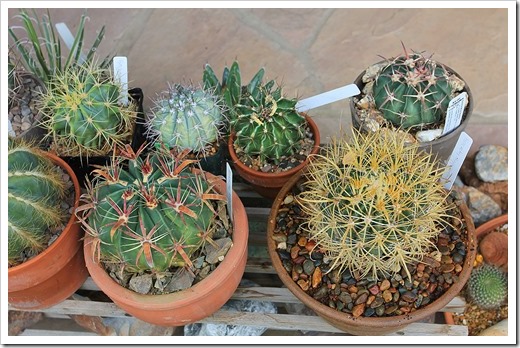 130623_small-barrel-cactus-on-rack_04