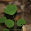 maidenhair fern