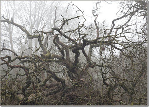 Creepy tree branches