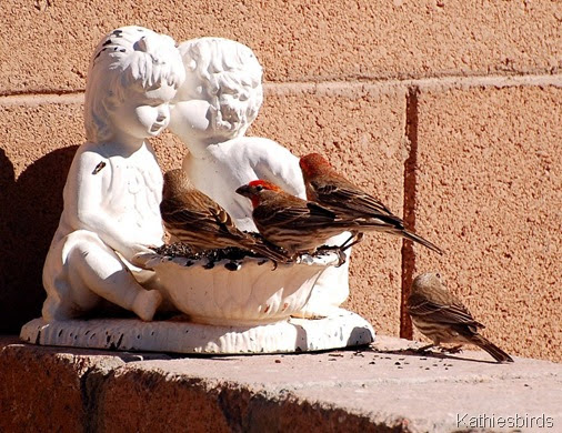 1. DSC_0110 House finches 2009-kab Sycamore Canyon