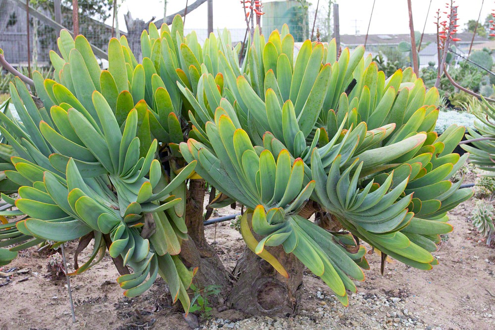 [120928_SucculentGardens_Aloe-plicatilis_06%255B12%255D.jpg]