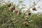 Weaver bird nests: Murchison Falls NP