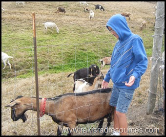 Benefits of a field trip to the farm - curriculum connections for reading, writing, math, science and social studies - from Heidi Raki of Raki's Rad Resources.