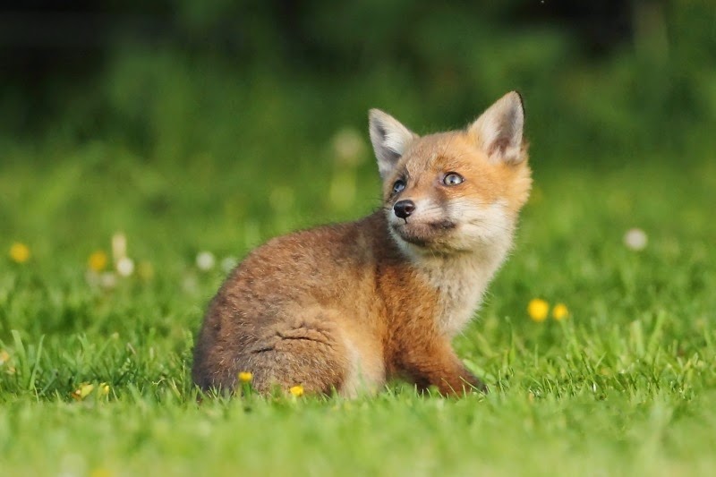 [Fox%2520Cub_5233%255B5%255D.jpg]