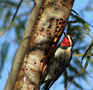 BSP Rednaped Sapsucker 20132 BSP Rednaped Sapsucker 20132