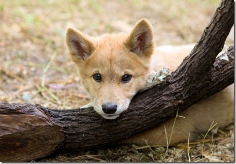 dingo pup dingo pup