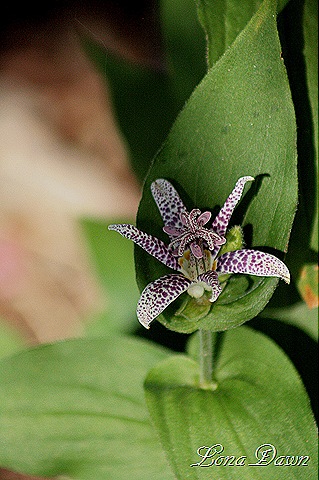 [Toadlily2%255B10%255D.jpg]