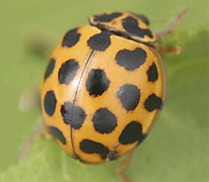 [beetle%255B2%255D.jpg]