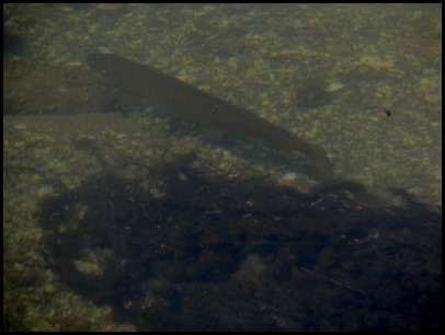 5 Trout 5 Trout