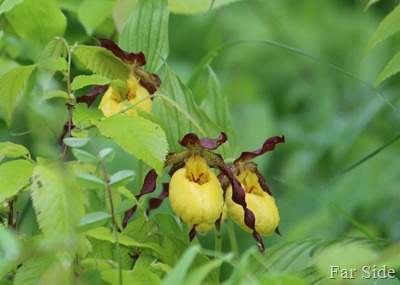 Yellow Lady Slippers in the refuge