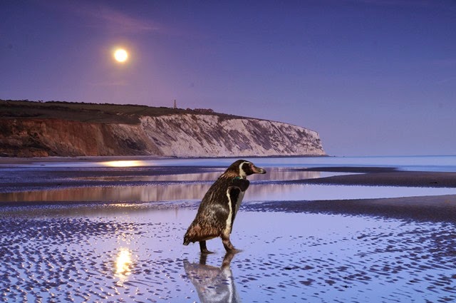 [Dippy%2520Yaverland%2520low%2520res%255B3%255D.jpg]