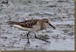 Semipalmated Sandpiper-1