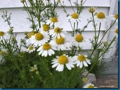 chamomile chamomile