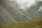 Clouds, cattle and steep hills