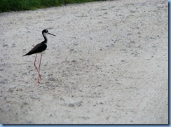 7877 Peacocks Pocket Road, Merritt Island Wildlife Refuge, Florida - Black-necked Stilt