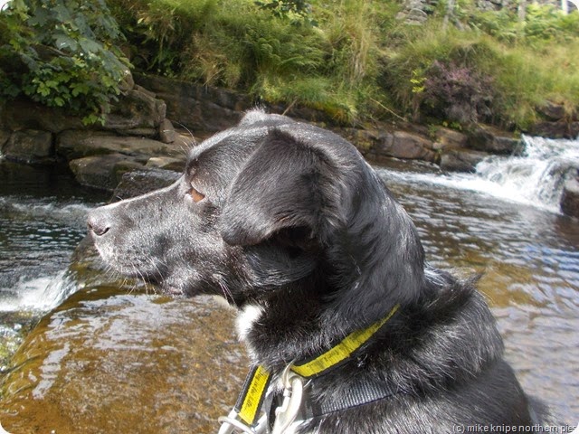 'ansome bugger (he's actually watching a goat)