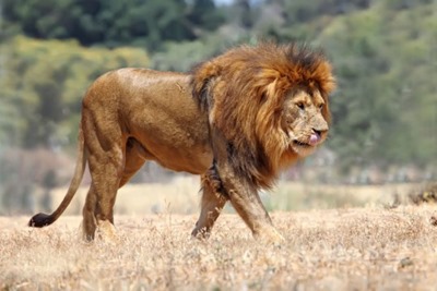 [Lion-537x358%255B3%255D.jpg]