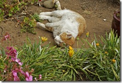 Tom-Boy-rolling-in-dirt