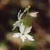 Woodland%252520star%252520-%252520lithophragma%252520affine