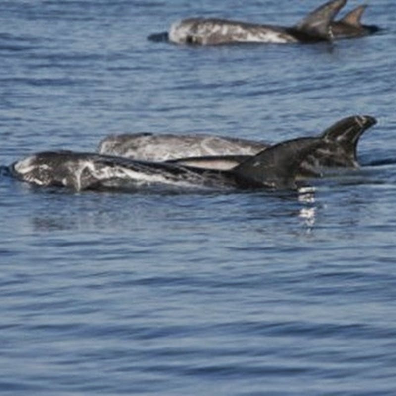 Unesco Italy sites proposed: Pelagos The Cetacean Sanctuary.