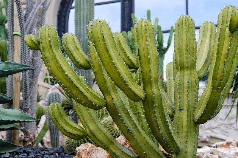 [Monte-Carlo-273.jpg]