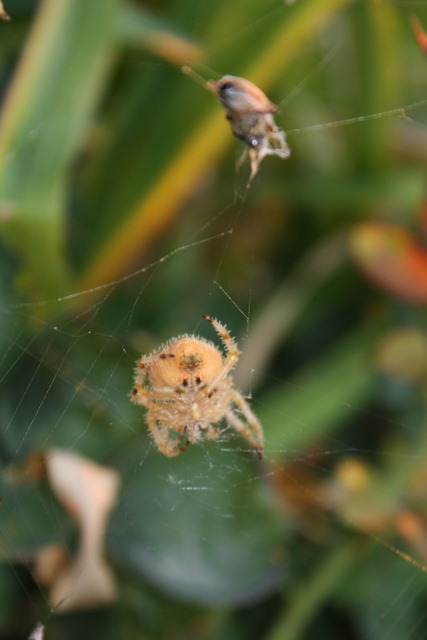 [Crab%2520Spider%2521%2520020%255B5%255D.jpg]
