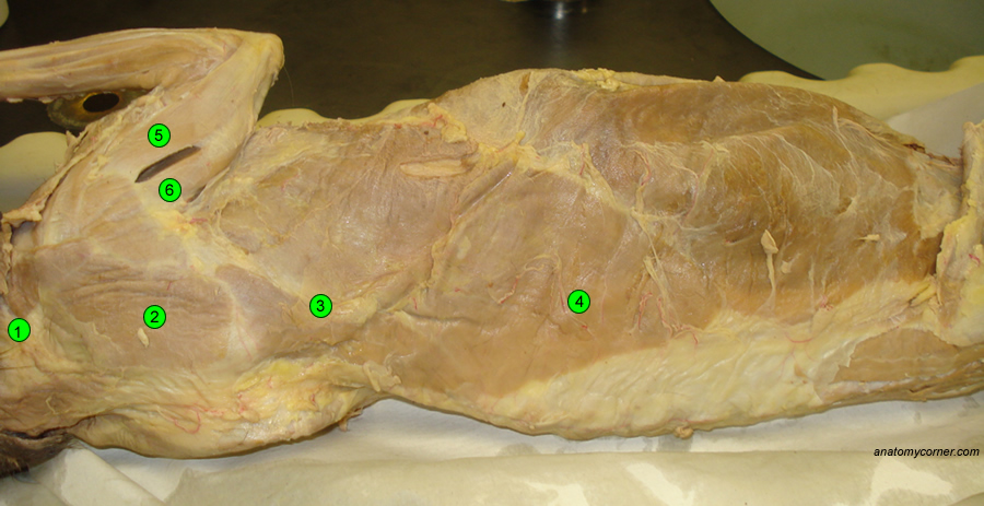 trapezius.jpg cow organs diagram 