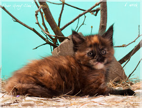 Фото котенка мейн-кун Fleur возраст 6 недель