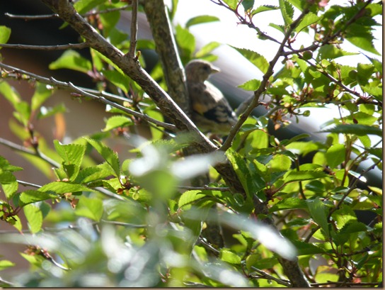 fledglings 009 fledglings 009