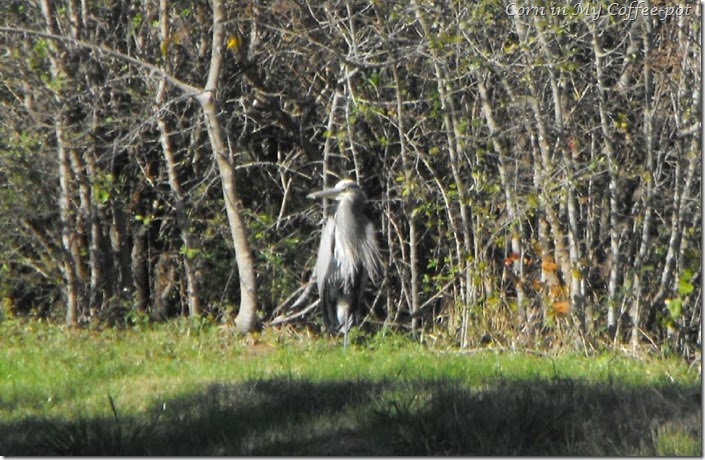 Blue Heron betty's pond 2