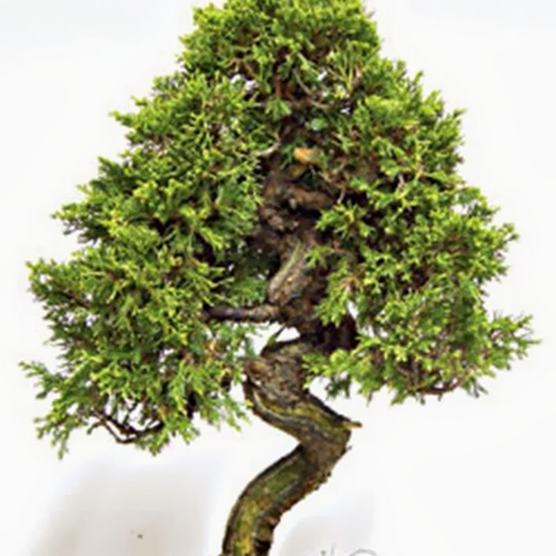 In Giappone, il Ginepro è una delle piante più utilizzate nell’arte bonsai