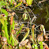 California.pitcher.plant.dscn0010