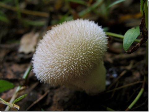 Lycoperdon perlatum gem-studded puffball