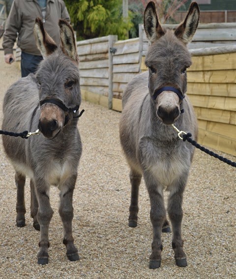 [Tom%2520%2526%2520Leo%255B6%255D.jpg]