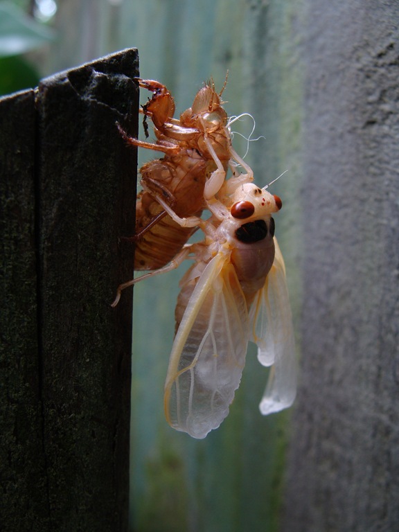 [cicada-hanging-on-shell-side-view12.jpg]