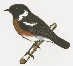 Dem Braunkehlchen (Saxicola rubetra)