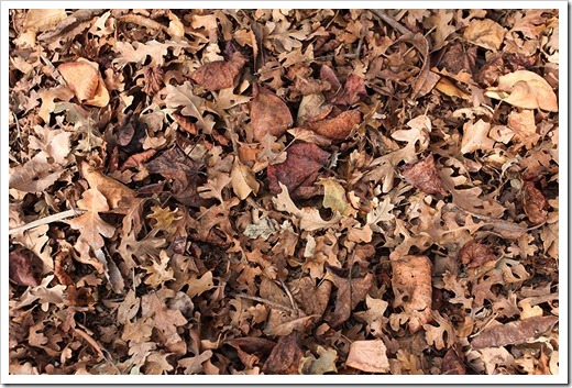 120102_brown_leaf_litter