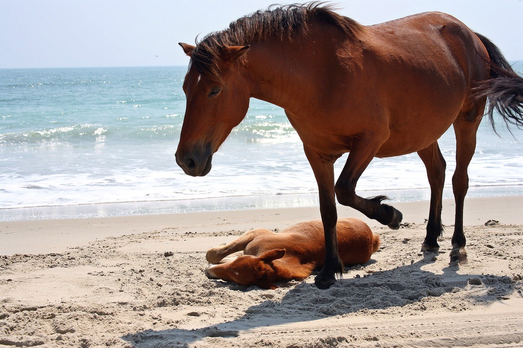 [horse-in-the-beach4.jpg]