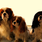 Fotosession 4/2-2011