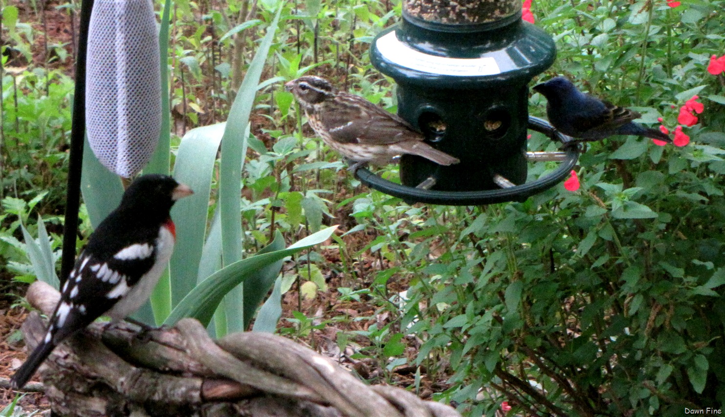 [Birds-and-flowers_0569.jpg]