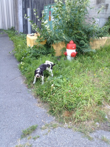 IMG_1464.jpg IMG 1464
