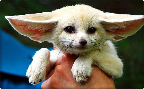 Fennec Fox (Vulpes zerda)