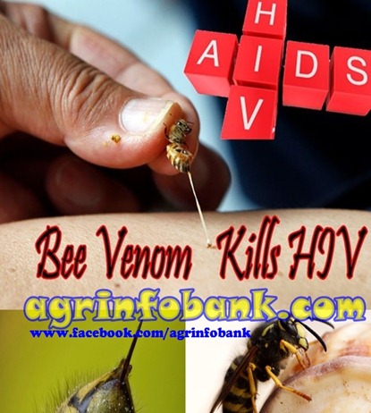 Bee Venom Can Kill HIV, Study Says