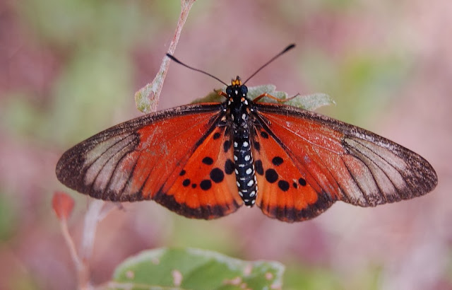 Acraea (Actinote) strattipocles OBERTHÜR, 1893, endémique. Saha Forest Camp (Madagascar), 2 janvier 2014. Photo : T. Laugier