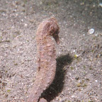 Seahorse