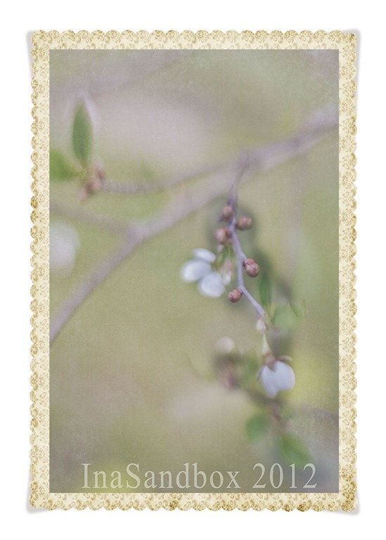 [Cherry%2520blossoms%2520with%2520damask%2520frame%255B4%255D.jpg]