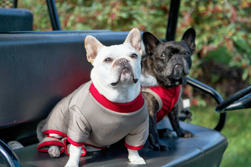 Well, here we are all decked out in a couple of our brand new fall outfits from Martha's line at PetSmart. They're quite cozy. We're definitely ready for some outdoor exploration. Well, here we are all decked out in a couple of our brand new fall outfits from Martha's line at PetSmart. They're quite cozy. We're definitely ready for some outdoor exploration.