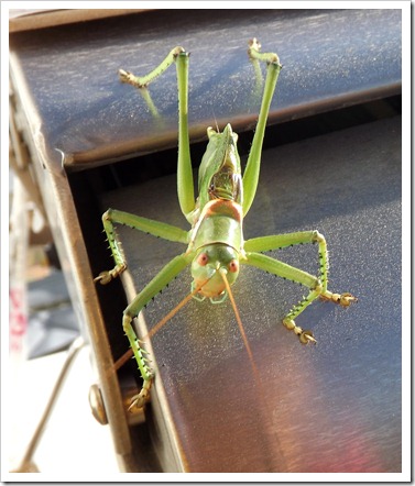 cricket cricket