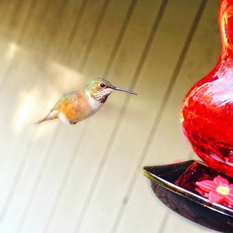HummingbirdIPhone HummingbirdIPhone
